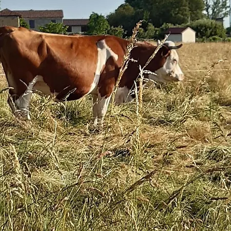 Double Avec Piscine Et Jacuzzi Frühstückspension