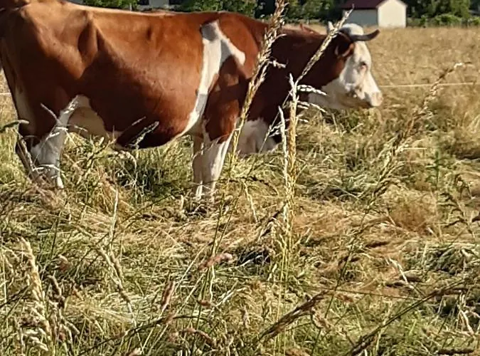 Double Avec Piscine Et Jacuzzi Frühstückspension